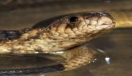 5-foot-long cobra checks into Dilli Haat, rescued