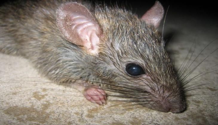 After alcohol, rats are now high on drugs