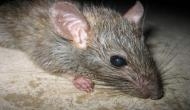 After alcohol, rats are now high on drugs