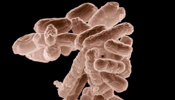 Researchers develop new antifungal drug for life threatening fungal infections