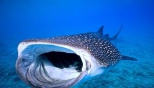 Whale Sharks at risk of extinction from overfishing, warns biologists