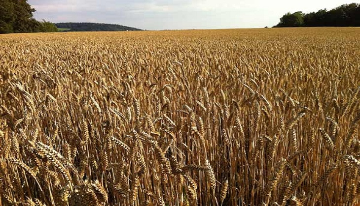 This gene helps hybrid breeding in wheat
