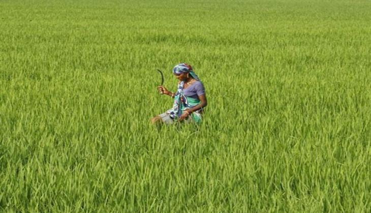 Farm loan waivers may be in focus. But will they do the trick