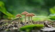 Magic mushrooms can treat small number of patients with depression: Study