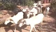 Alwar: 51 cows 'snatched' by police from Muslim family