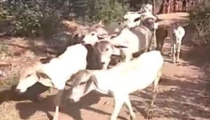 Alwar: 51 cows 'snatched' by police from Muslim family