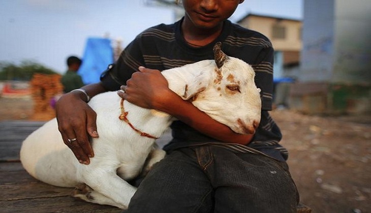 Punjab government levies tax on keeping domestic animals