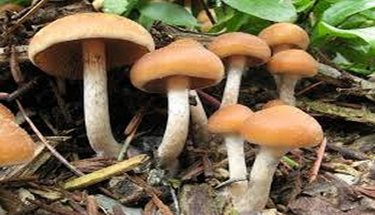Here is what eating mushrooms and eggs can do to your sex life