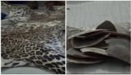 Leopard skin, pangolin scale seiezed in Bandipora, two arrested