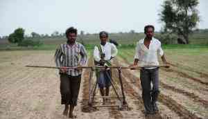 Herbicide resistant BT Cotton behind farmer deaths in Maharashtra? 