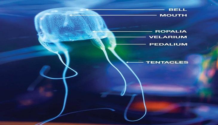 Anatomy Of A Jellyfish