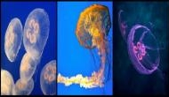 Did you know, Jellyfish are secretly planning to take over the world!