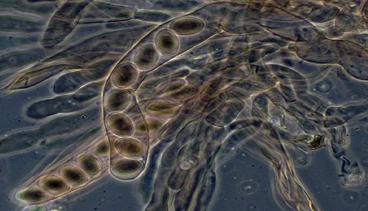 Can marine bacteria produce greenhouse gas?