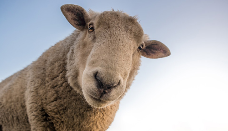 Sheep can recognise celebrities from photographs, says amusing study with serious potential