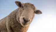Sheep can recognise celebrities from photographs, says amusing study with serious potential