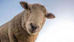 Sheep can recognise celebrities from photographs, says amusing study with serious potential