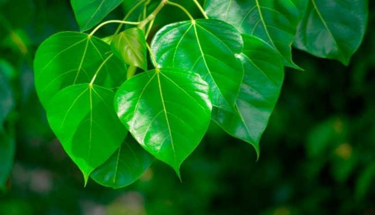 peepal tree