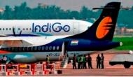 Wild boar hits Indigo flight during take-off, Airline issues statement