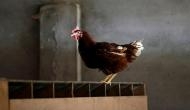 Pakistani teenager arrested for sexually assaulting a chicken