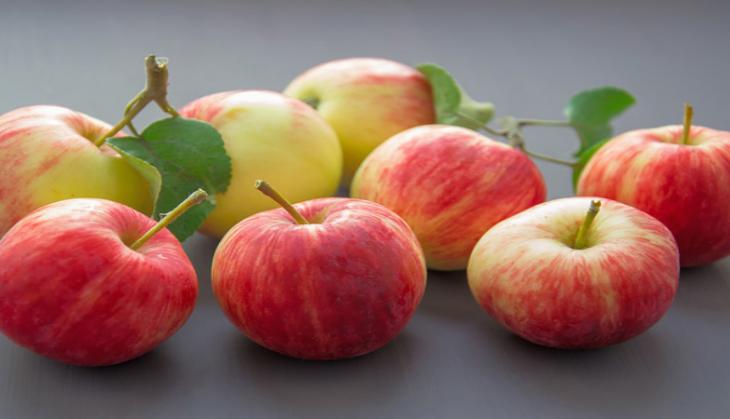 Soon, better performing disease-resistant apples