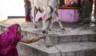 Bovine bonanza: Mamata govt to distribute cows among rural households