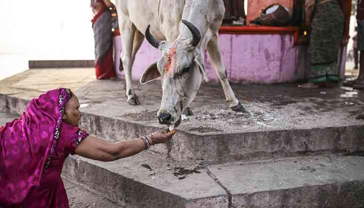Bovine bonanza: Mamata govt to distribute cows among rural households