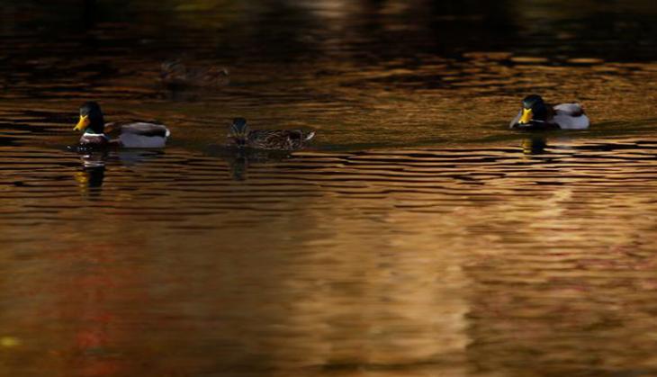Telangana: Four boys drown in lake, two bodies recovered
