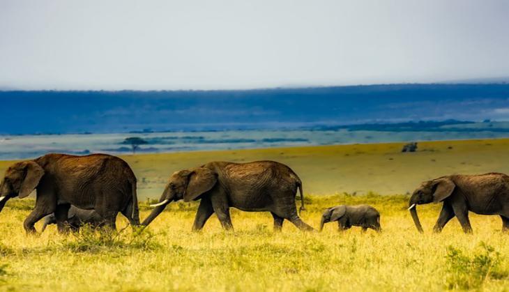 Witness Mother Nature in its magnificence on African safari