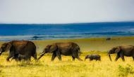 Witness Mother Nature in its magnificence on African safari