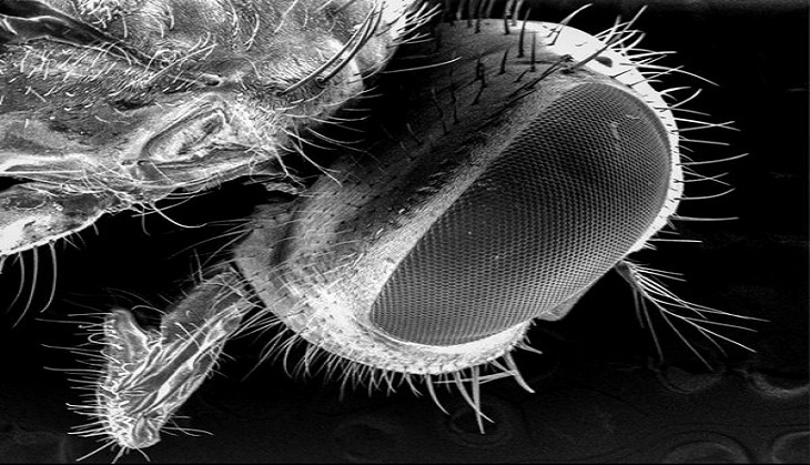 Flies more germ-laden than thought