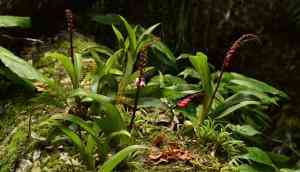 In photos: The mesmerising orchids of Ziro, Arunachal Pradesh