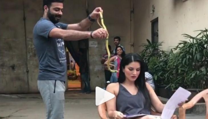 Viral Video: Animal lover Sunny Leone's scary reaction after seeing a snake is the best thing on Internet today