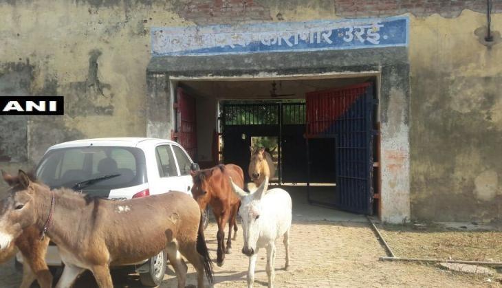 up police donkey