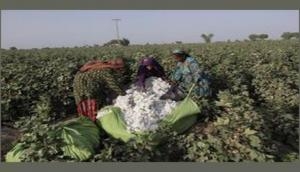 Pakistan likely to allow cotton import from India with tough conditions