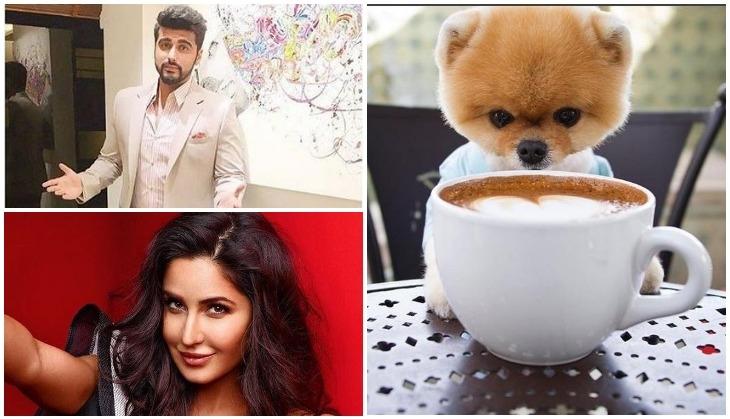 Funny, but this dog is more famous than our Bollywood stars like Arjun  Kapoor, Katrina Kaif on Instagram | Catch News
