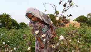 Pink ball worm kills cotton crop across five states