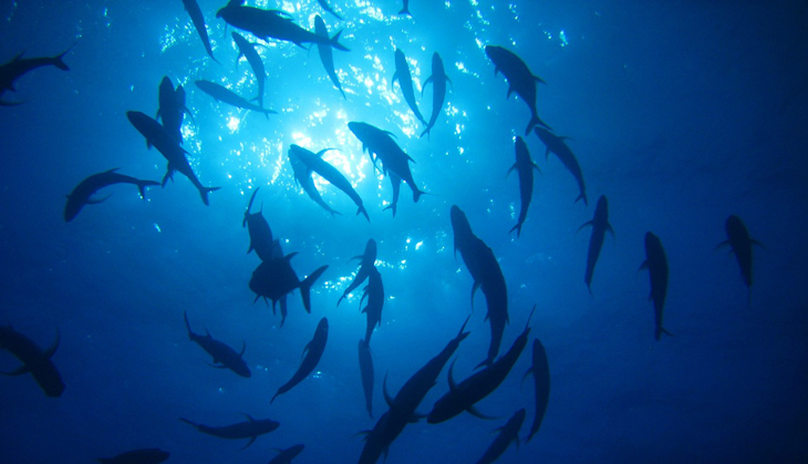 Here's what warmer oceans mean for the planet