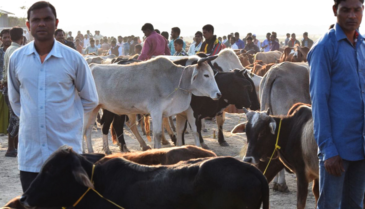 Dismal figures: Between gau rakshaks & cattle smugglers, how is India protecting the holy cow?
