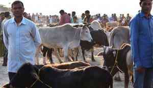 Dismal figures: Between gau rakshaks & cattle smugglers, how is India protecting the holy cow?