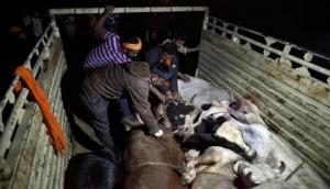 Suspected Cow smuggler killed in retaliatory firing by police in Alwar