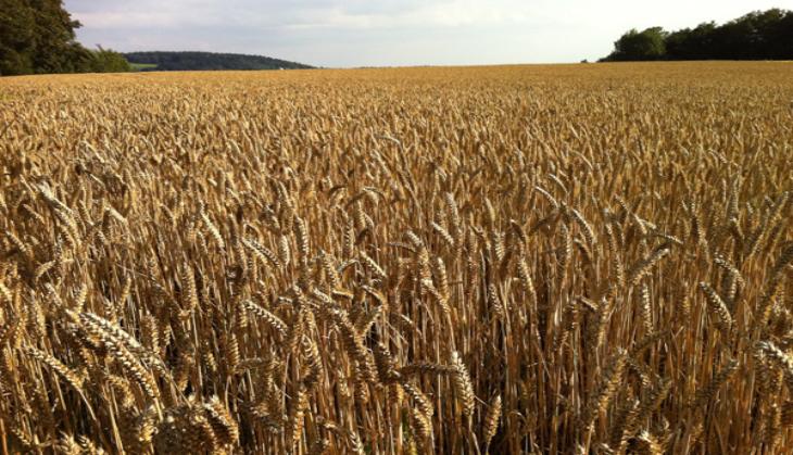Here's the technique to boost wheat production