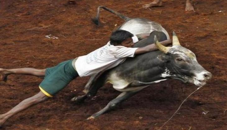 SC refuses to defer final hearing on petitions challenging  Tamil Nadu's Jallikattu Act