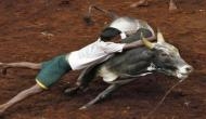 SC refuses to defer final hearing on petitions challenging  Tamil Nadu's Jallikattu Act
