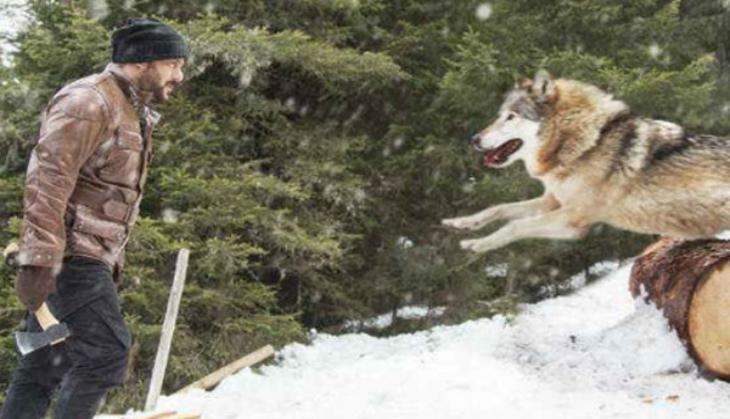 salman khan tiger zinda hai