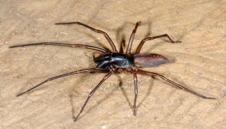 New marine spider species named after Bob Marley