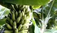 Climate change boosts fungal disease which affects banana crop: Study