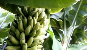Climate change boosts fungal disease which affects banana crop: Study