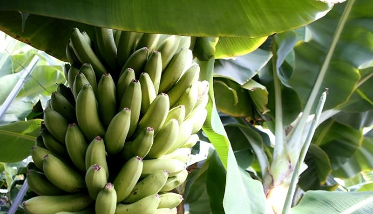 banana
