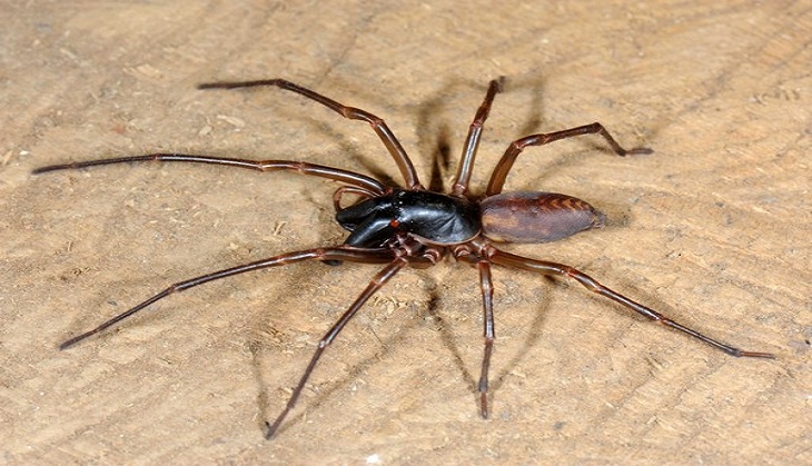 A spider called Bob Marley