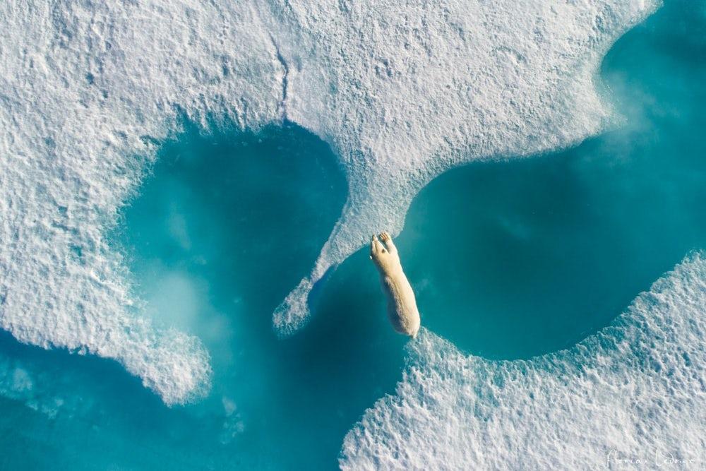 The large polar bear crossing between two pieces of sea glacier, giving an heart touching impression of holding them together. 